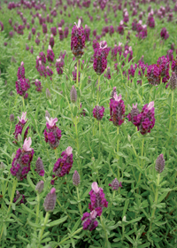 Lavandula stoechas 'Kew Red'